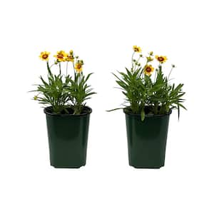 2.5 Qt Coreopsis Uptick Gold & Bronze in Grower's Pot (2-Packs)