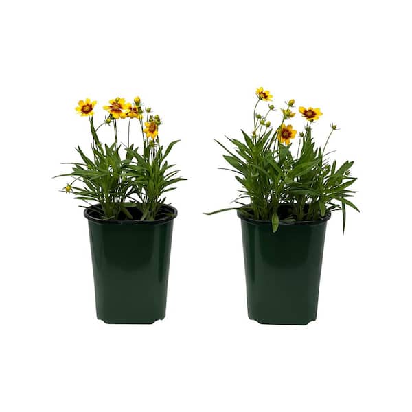Pure Beauty Farms 2.5 Qt Coreopsis Uptick Gold & Bronze in Grower's Pot (2-Packs)