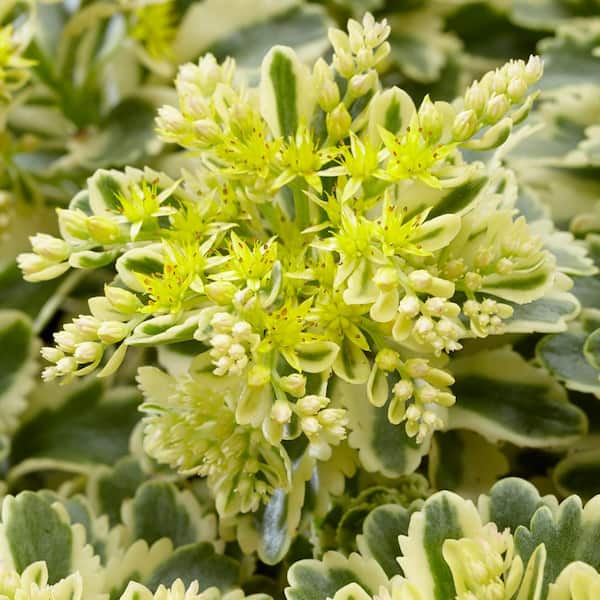 Van Zyverden Garden Succulent Atlantis (Set of 1) Plant Root