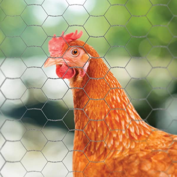Resinet PN36 - 3' x 50' Plastic Chicken Wire Fence - 1/2 x 1/2