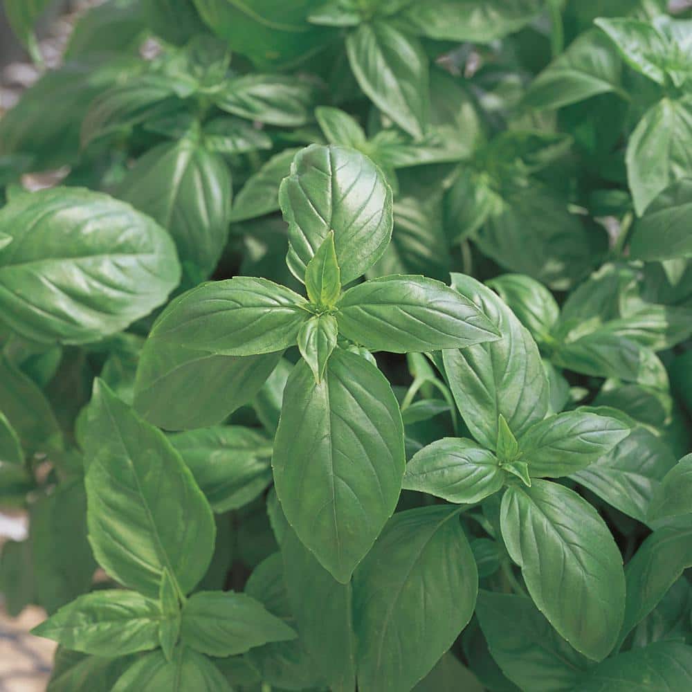 Bonnie Plants 8 in. Basil 'Sweet Genovese' Herb Plant 1005988019 - The ...