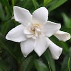 9.25 in. Pot - Frost Proof Gardenia, Live Evergreen Shrub, White Fragrant Blooms