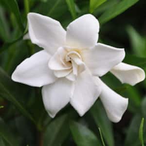 2.5 Gal - Frost Proof Gardenia, Live Evergreen Shrub, White Fragrant Blooms