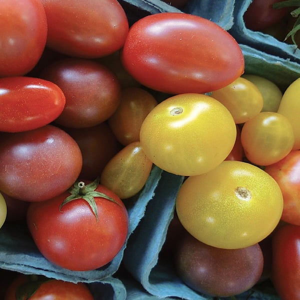 Ferry-Morse Vegetable Tomato Tri-Colors Cherry Mix Hybrid SE Seed