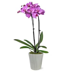 Premium Orchid (Phalaenopsis) Pink Plant in 5 in. Grey Ceramic Pottery