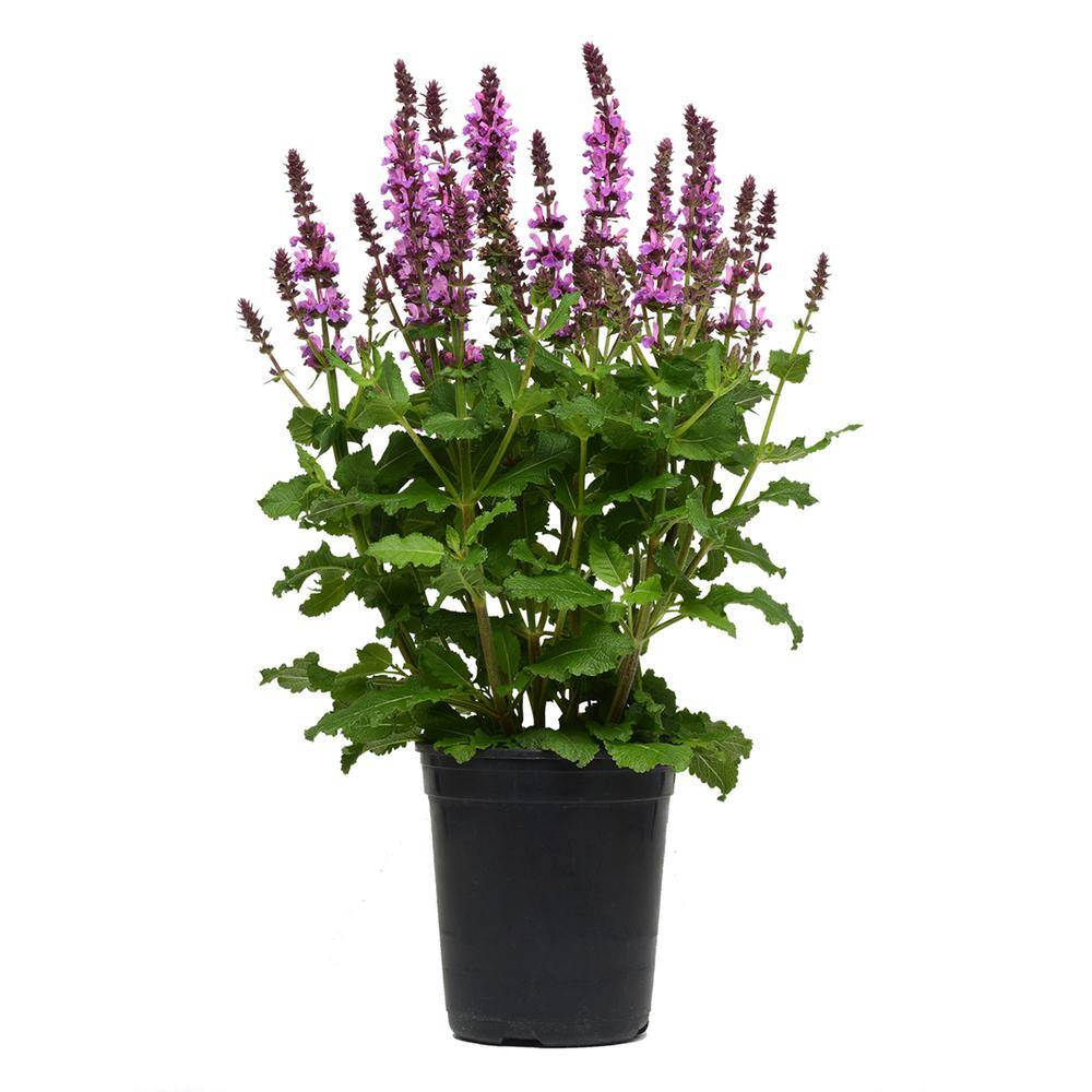 2.5 Qt. Perennial Salvia Rose (1-Pack) 1984 - The Home Depot