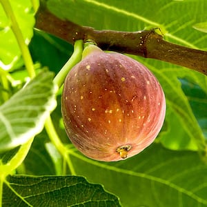 5 Gal. Texas Everbearing Fig Tree