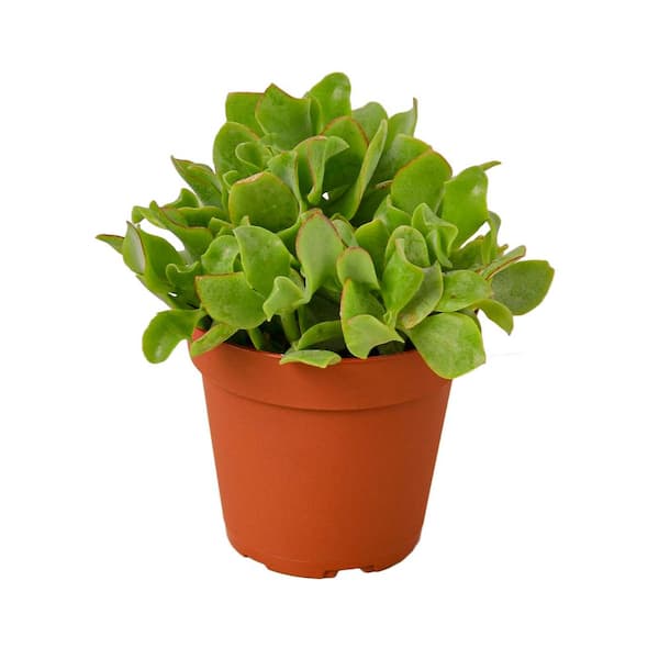 Unbranded Ripple Jade Succulent (Crassula arborescens undulatifolia) Plant in 4 in. Grower Pot