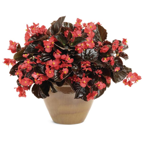 PROVEN WINNERS 4.25 in. Eco+Grande, Surefire Cherry Cordial