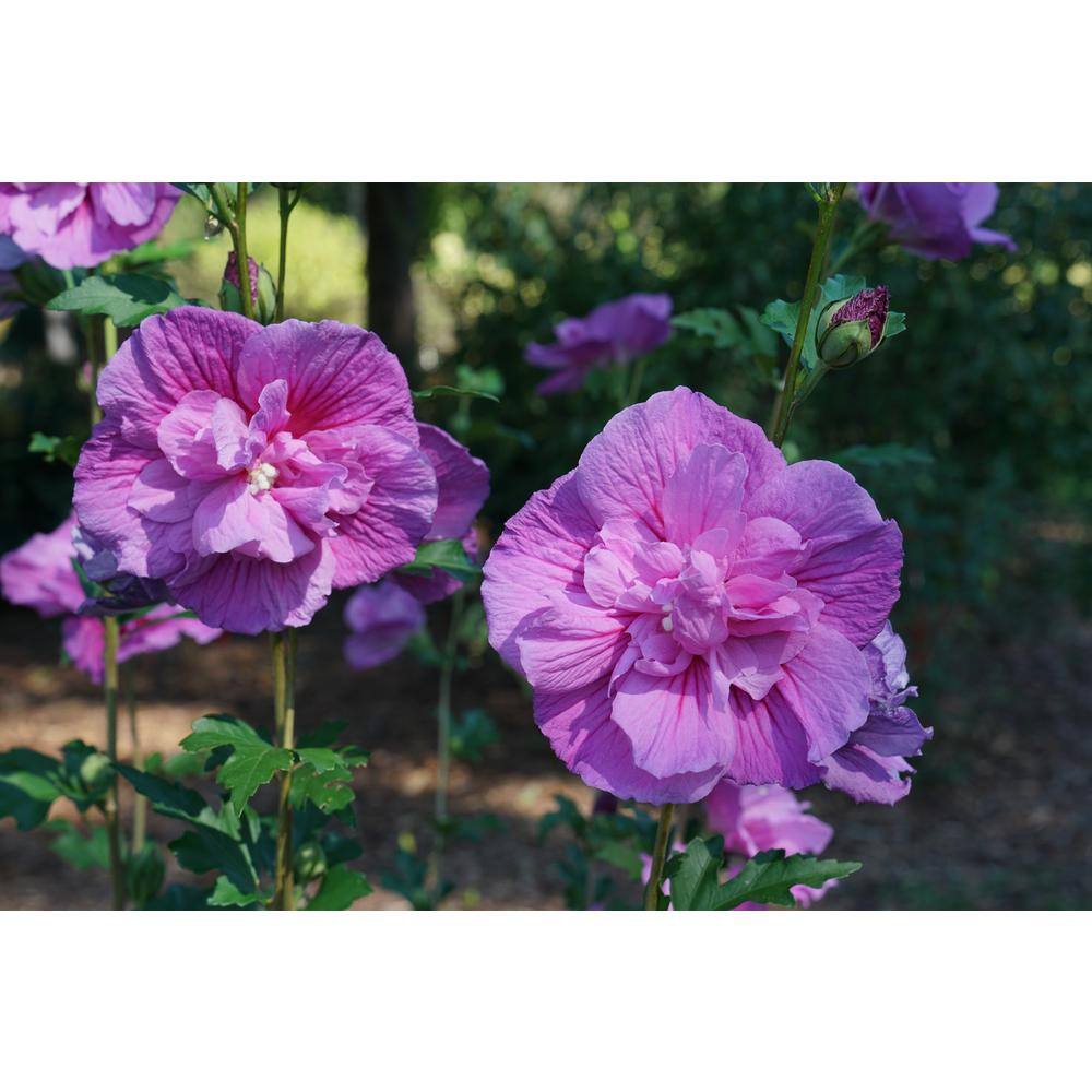 1 Gal. Dark Lavender Chiffon Rose of Sharon (Hibiscus) Live Plant, Shrub, Purple Flowers price history on PriceWatchPro