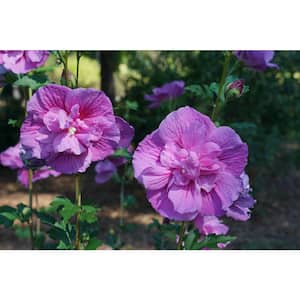 1 Gal. Dark Lavender Chiffon Rose of Sharon (Hibiscus) Live Plant, Shrub, Purple Flowers