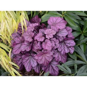 4.5 in. Qt. Primo Wild Rose Coral Bells (Heuchera) Deep Purple Foliage Live Plant