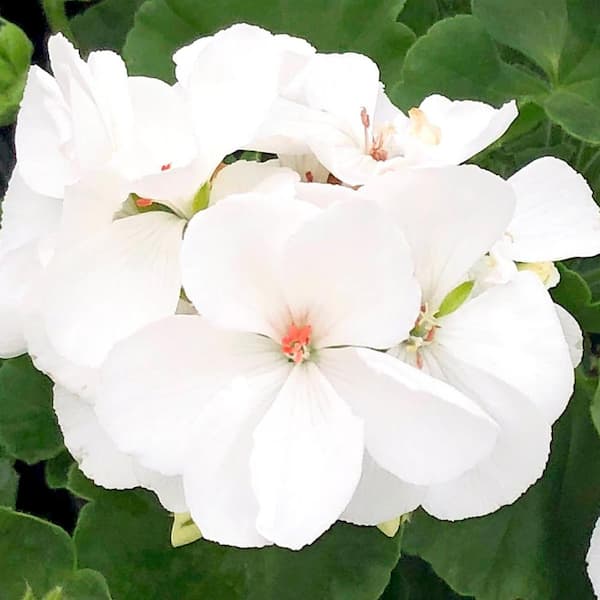 Pure Beauty Farms 2.5 Qt. Geranium White Flowers in 6.3 In. Grower's Pot (4-Pack)