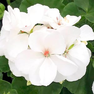 1 Qt. Geranium Plant White Flowers in 4.7 In. Grower's Pot (4-Plants)