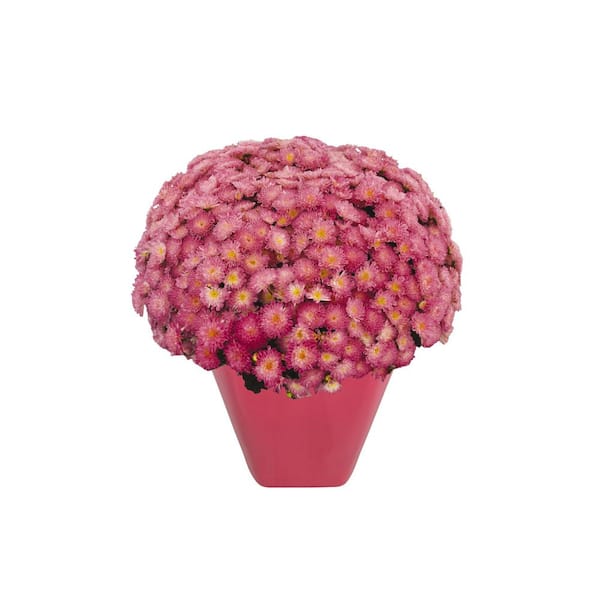 Chrysanthemum (Mum) Pink Live Plant in 2.55 Qt. Grower's Pot