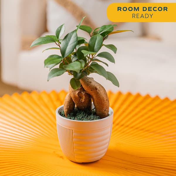 Petite Grower's Choice Ficus Bonsai Indoor Plant in 4.75 in. White Decor Container, Average Shipping Height 10 in. Tall