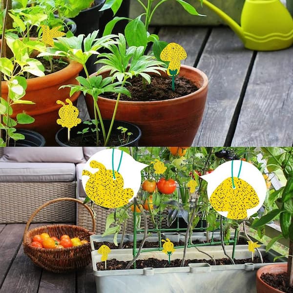 Indoor and Outdoor Fruit Fly Traps Yellow Sticky Plant Bug Fungus