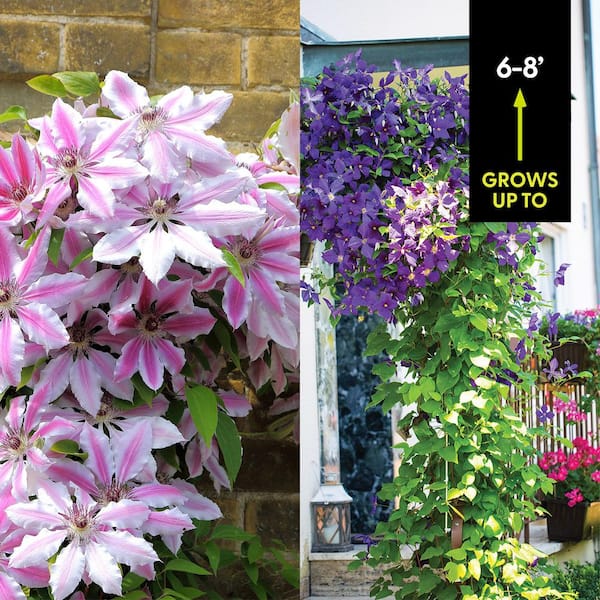 VAN ZYVERDEN Clematis Collection 2 Varieties (Set of 2 Plants