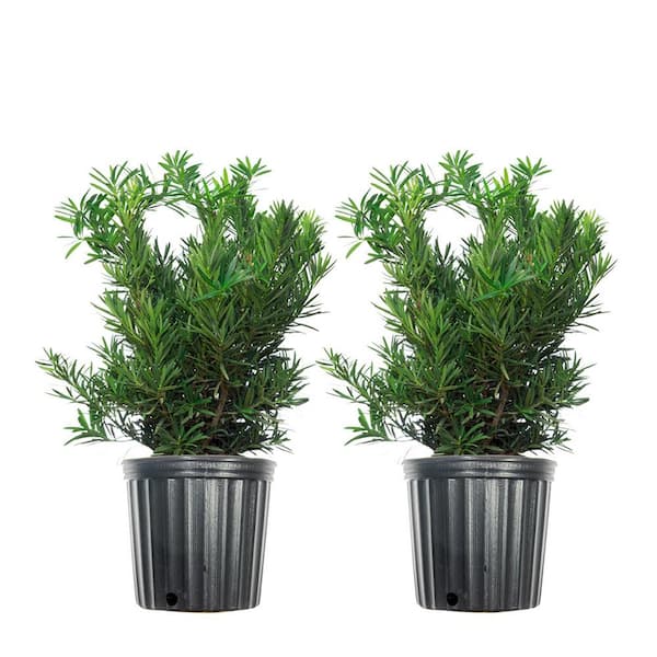 Unbranded 3 Gal. Pringles Podocarpus Shrub (2-Pack)