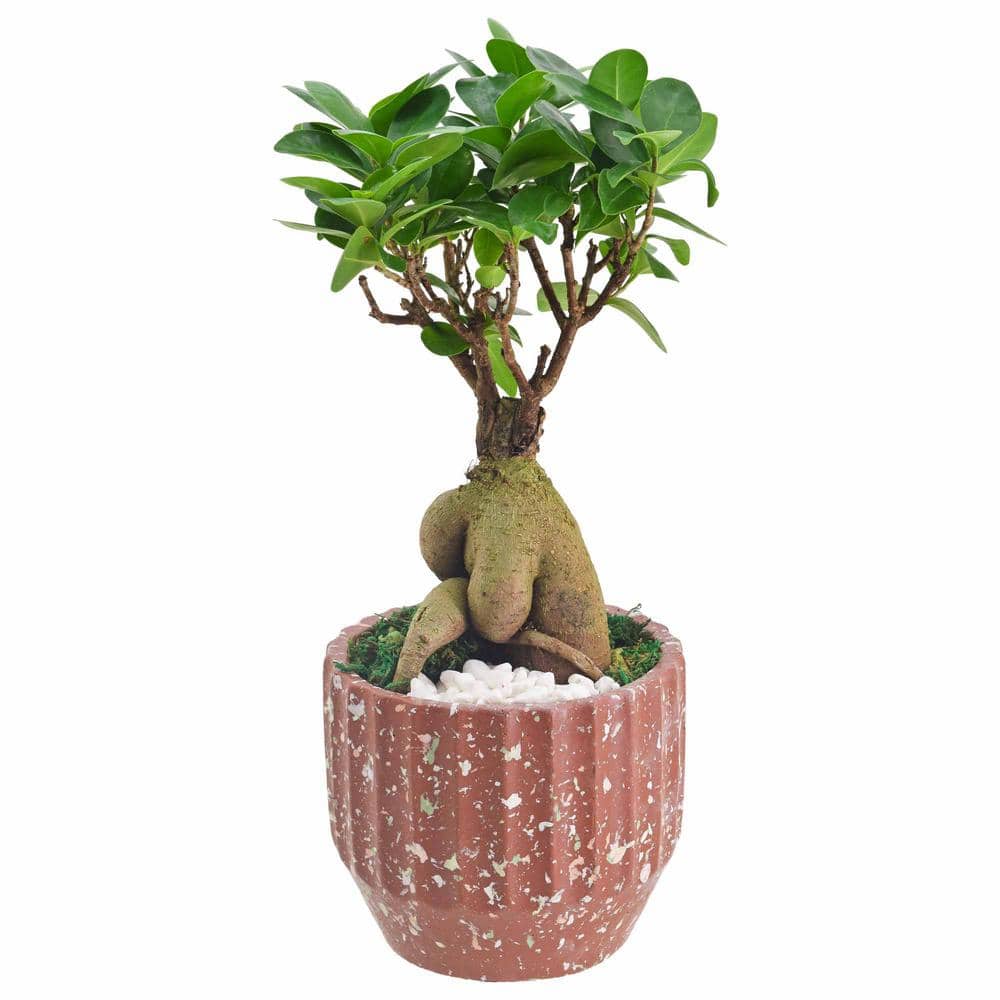 Arcadia Garden Products 5 in. Ginseng Ficus Bonsai Red Round Speckled  Splash Ceramic Planter LV53 - The Home Depot