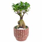 5 in. Ginseng Ficus Bonsai Red Round Speckled Splash Ceramic Planter