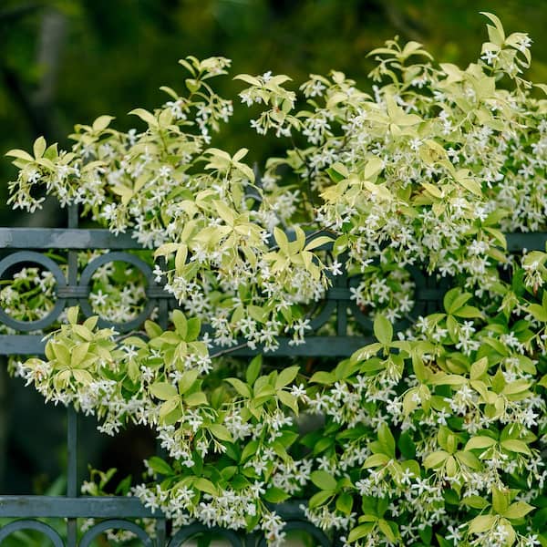 national PLANT NETWORK 2.25 Gal. Confederate Jasmine - 1 Plant