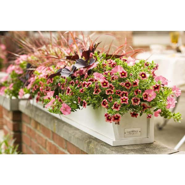 PROVEN WINNERS 4.25 in. Eco+Grande Superbells Coral Pink Flowers