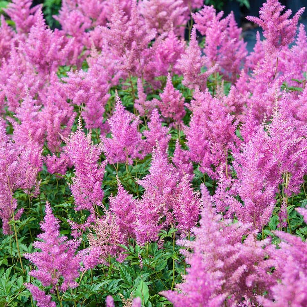 DIRECT GARDENING Rheinland Astilbe Dormant Bare Root Perennial Plant ...