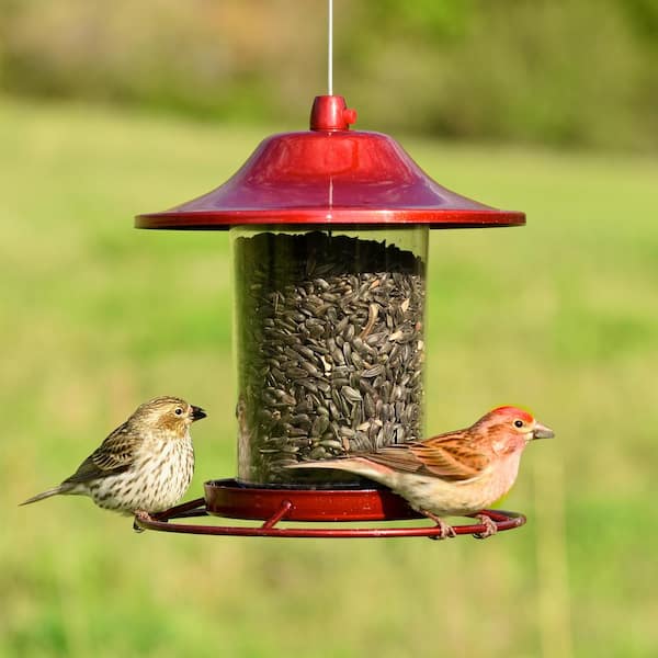 Elevated Feeders for Dogs: Yeah or Nay?