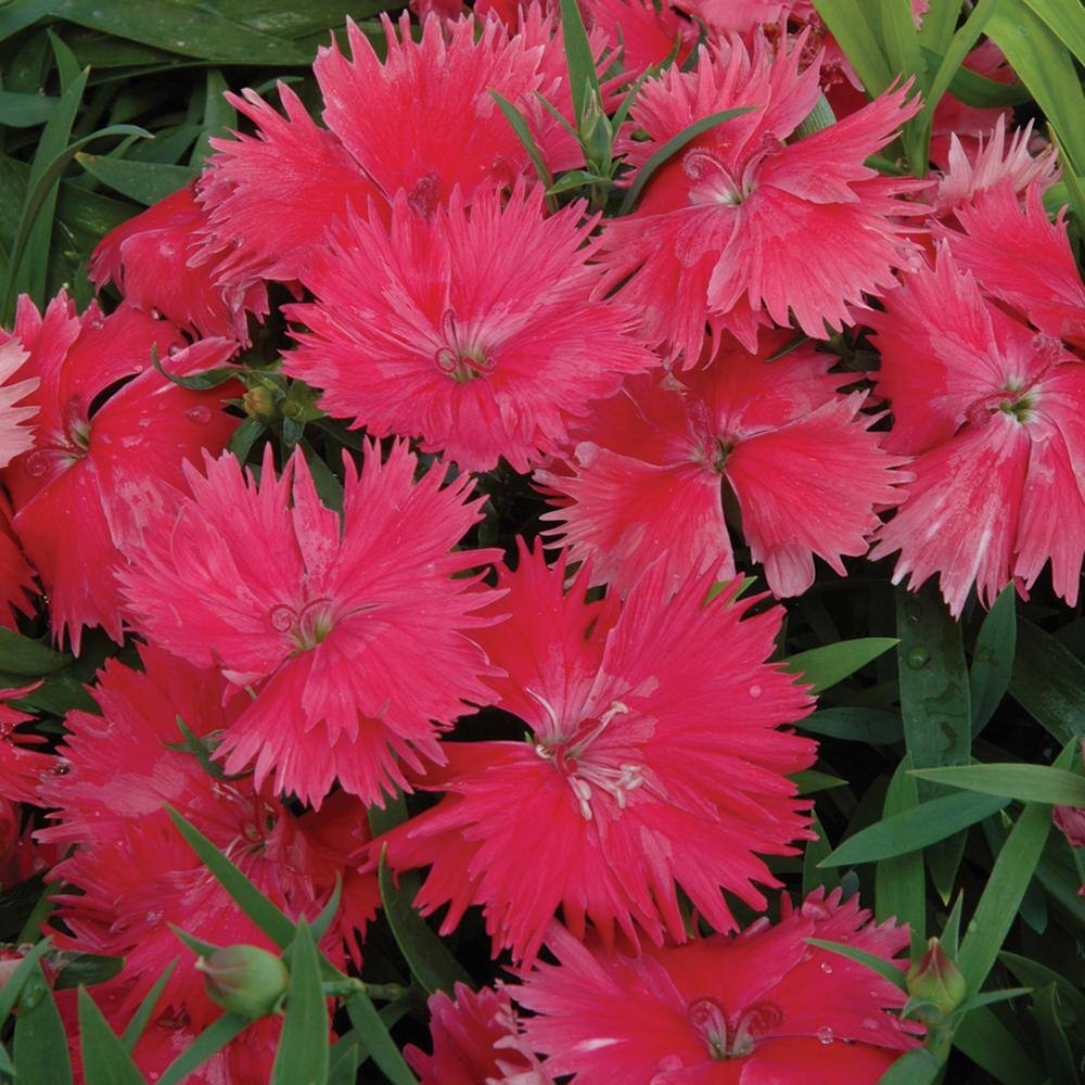 1.23 Gal. Salmon Dianthus Hanging Basket 9286 The Home Depot