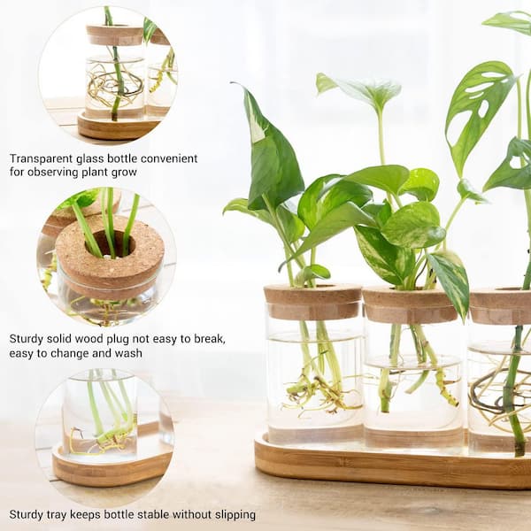 palm plant pot Spindle Palm 10