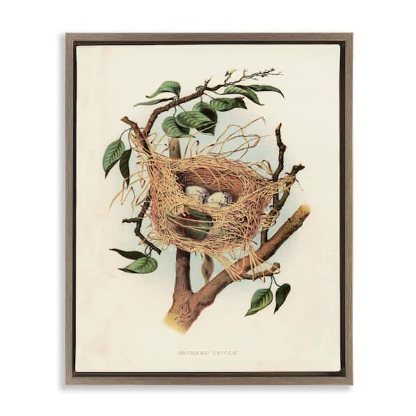 Stupell Industries Eggs in Birdnest Study by Tina Higgins Designs, Inc. Brown Floater Frame Nature Graphic Art Print 21 in. x 17 in.