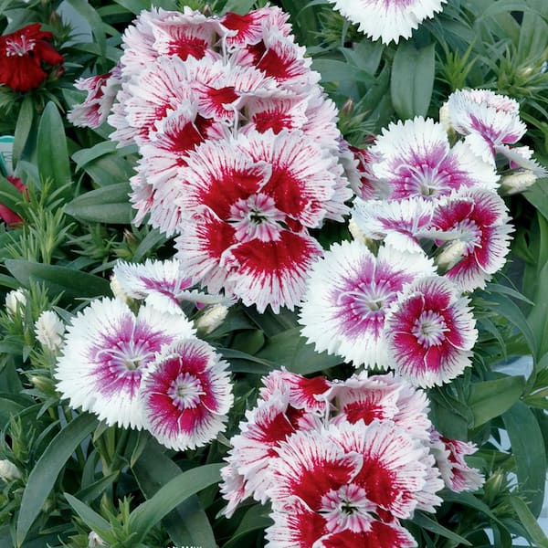 ALTMAN PLANTS 1 Pt. White Picotee Dianthus Plant 91447 - The Home Depot