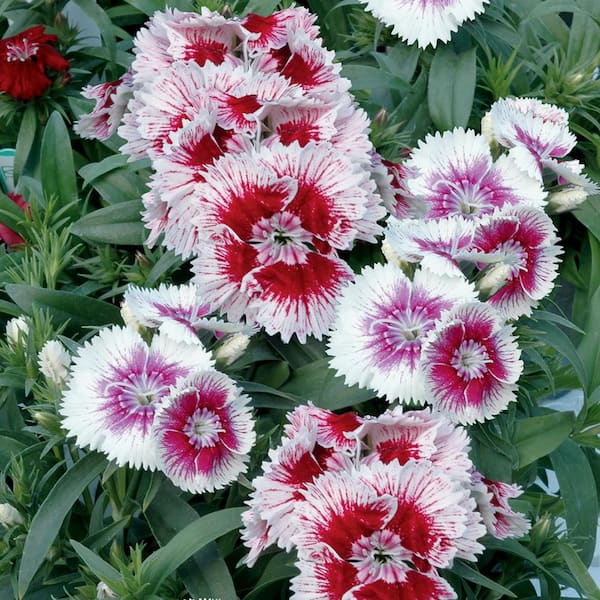 ALTMAN PLANTS 2.5 Qt. #1 White Picotee Dianthus Plant