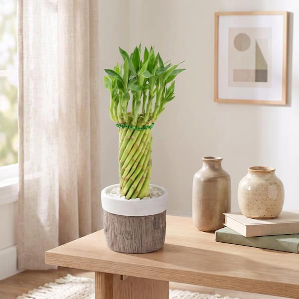  / PomPom Bambu 2015 イッタラ Arcadia Garden Products 4-1/2 in. Tornado Lucky Bamboo Stump White