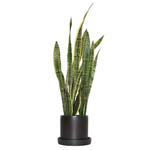 6 in. Laurentii Snake Plant in 7 in. Matte Black Hyde Container