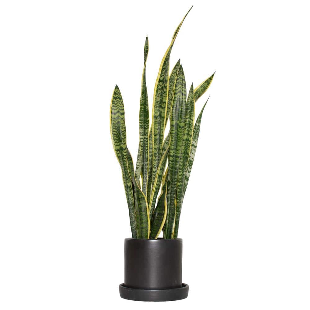 24" Black Ceramic Indoor Sansevieria Succulent