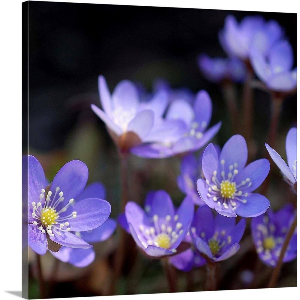 Purple Flowers by PhotoINC Studio Canvas Wall Art price history on PriceWatchPro