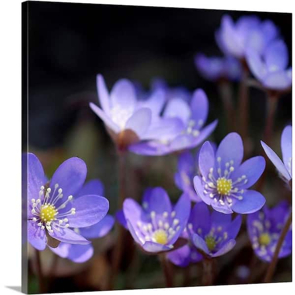 GreatBigCanvas "Purple Flowers" by PhotoINC Studio Canvas Wall Art