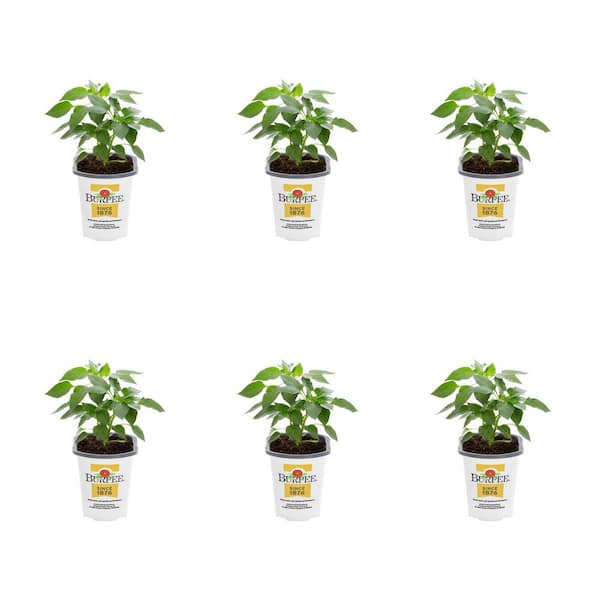 METROLINA GREENHOUSES 1 Pt. Pepper Jalapeno Gigante Green Edible Plant (6-Pack)