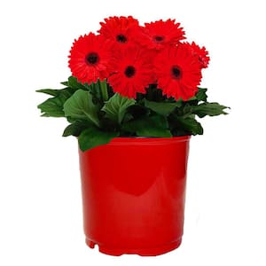 1 Gal. Gerbera Daisy Annual with Vibrant Red Blooms and Rich Green Foliage