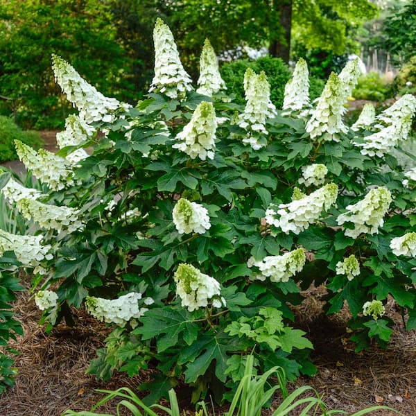 Spring Hill Nurseries 3 Gal. Pot, Dwarf Oakleaf Hydrangea Potted Deciduous Flowering Shrub (1-Pack)