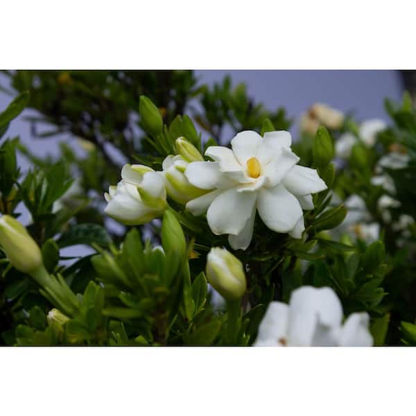 2 Gal. Echo Swan Princess Gardenia, Live Evergreen Shrub, White Fragrant Blooms