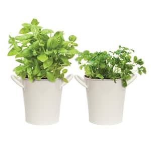 Herb Garden Kit with White Metal Planter (Basil and Cilantro) (2-Pack)
