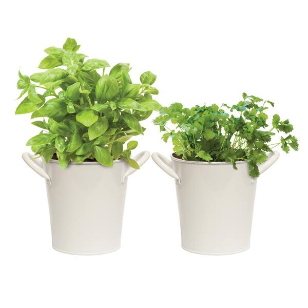Garden State Bulb Herb Garden Kit with White Metal Planter (Basil and Cilantro) (2-Pack)