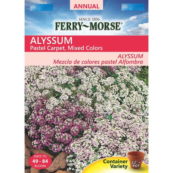 Ferry-Morse Alyssum Pastel Carpet Seed