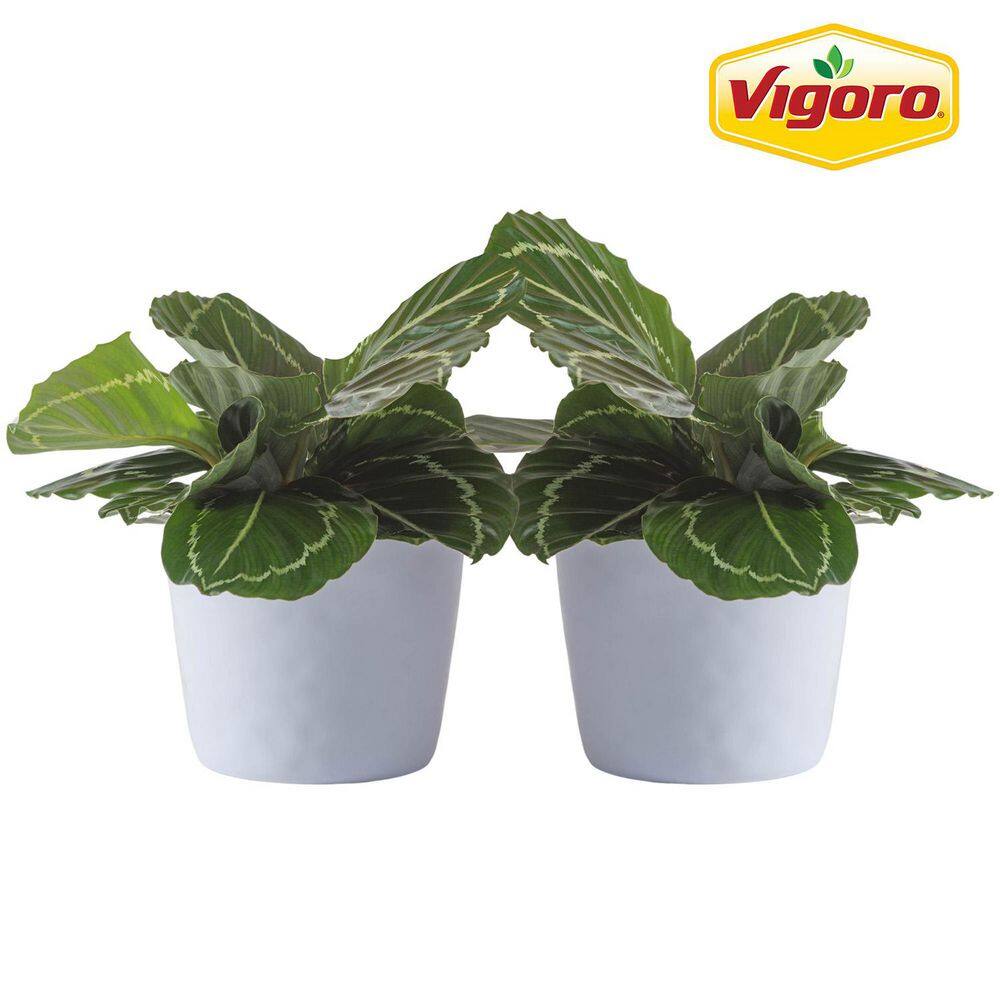 Grower's Choice Calathea Indoor Plant in 6 in. White Ribbed Plastic Decor Planter, Avg. Shipping Height 10 in. (2-Pack) price history on PriceWatchPro