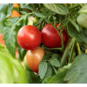 4.25 in. Grande Garden Gem Tomato (Lycopersicon) Live Vegetable Plant, Red Tomatoes (4-Pack)
