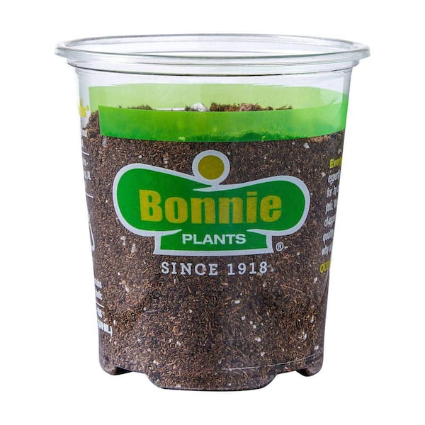 Bonnie Plants - 19 oz. Early Girl Tomato Plant (2-Pack)
