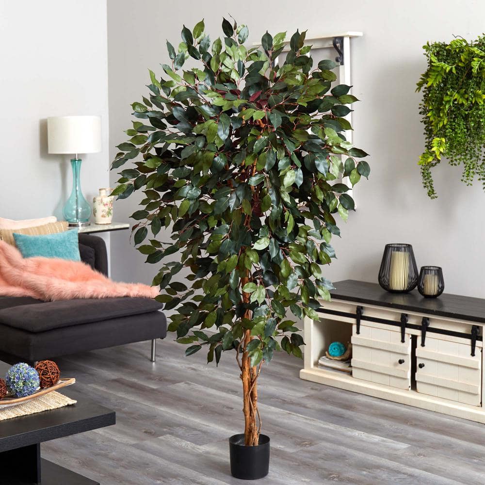 6' Green Silk Capensia Ficus Tree with Plastic Pot